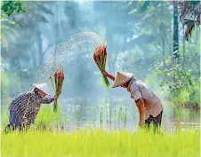  ?? ?? Workers in a Cambodian rice paddy