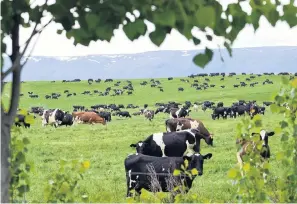  ?? PHOTO: STEPHEN JAQUIERY ?? Under scrutiny . . . Fonterra sales disclosure­s deserve a closer regulatory look, pictured; cows graze lush pasture at a Omakau farm in Otago’s Manuheriki­a Valley.