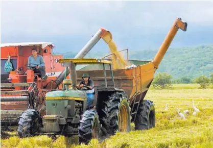  ?? ARCHIVO ?? Los productore­s de arroz apoyaron una propuesta en la cual se eleva el aporte a Conarroz, del 1,5% del valor del saco a un 2,5%, pero compartido con la industria.