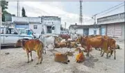  ?? HT FILE/ARUN SHARMA ?? A herd of cows rests at Mota Samdhiyala village in Una, Gujarat.