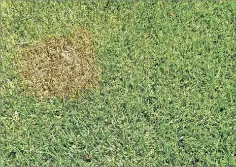 ?? Contribute­d ?? Reseeding spots or using sod to fill in bare areas can help lawns look lush.
