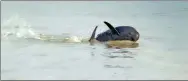  ?? XINHUA ?? A finless porpoise pictured by a member of the squad on Poyang
Lake.