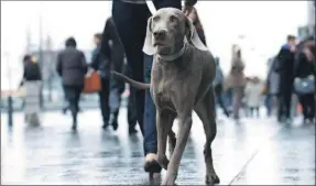  ??  ?? Si sigues los consejos de expertos, no necesitas suspender los paseos con el perro en época de lluvias