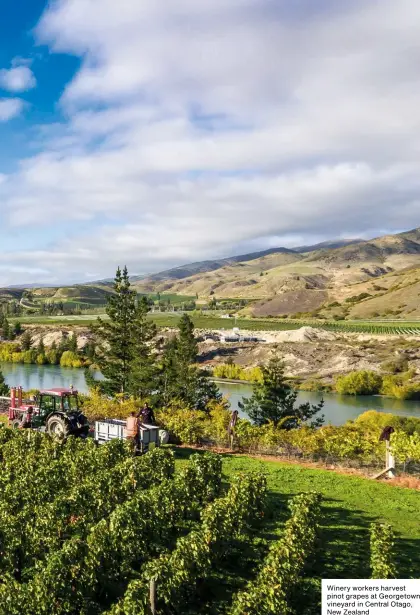  ??  ?? Winery workers harvest pinot grapes at Georgetown vineyard in Central Otago, New Zealand