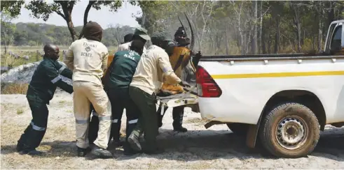  ?? ?? FQM Trident Limited wildlife officers loading animals into the van.