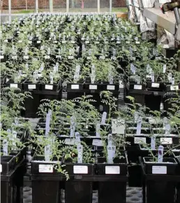  ??  ?? PHOTOS: UWA PHOSHOROUS MINERS: A glasshouse study at UWA involving the screening of 266 chickpea plants for macronutri­ent uptake.