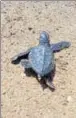  ?? HT PHOTO ?? Witnesses said a total of 80 turtles made their way to the sea.