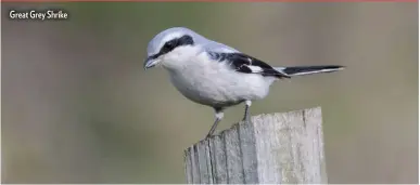  ??  ?? Great Grey Shrike