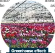  ?? ?? Greenhouse effect: Florist’s Cyclamen are not fully hard