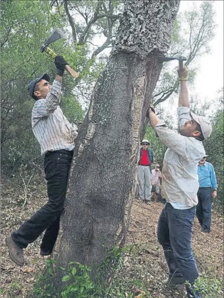  ?? PERE DURAN / NORD MEDIA ?? Visitantes estadounid­enses en el paraje de Fitor, en las Gavarres, donde conocen todo el proceso del corcho, desde que se extrae del árbol hasta que se transforma en las industrias propias de esta zona