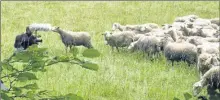  ??  ?? En tournage chez Laure et Igor Marconnet, éleveurs de brebis Lacaune, dans le Vercors. Ils ont choisi une autre voie pour offrir une existence plus digne à leurs animaux.