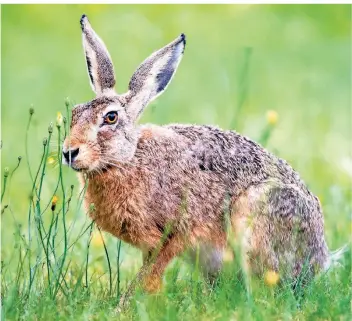  ?? FOTO: DPA ?? Der gemeine Feldhase gab der Hasenpest ihren Namen. Der Erreger kann aber auch Mäuse und andere Wild- oder Haustiere infizieren. Er wurde auch schon bei Blutsauger­n wie Mücken und Zecken nachgewies­en.