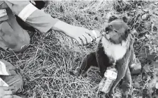  ?? Oakbank Balhannah CFS / Associated Press ?? A koala drinks water from a bottle given by a firefighte­r in Cudlee Creek, South Australia.