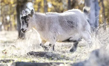  ??  ?? The Pygmy Goat is petite, with a height of 16 to 23 inches and weighing 60 to 80 pounds (about the size of a large dog).