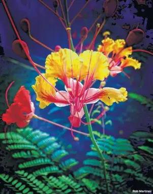  ??  ?? Houston Chronicle readers sent in these striking photos for our What’s Blooming feature. Top: Art Barasch took a close-up of his hibiscus in bloom. Rob Martinez