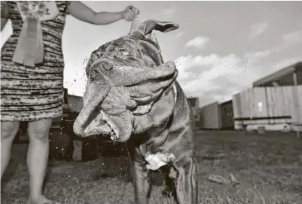  ?? Josh Edelson / AFP / Getty Images ?? Martha, who won this year’s World’s Ugliest Dog Contest in Petaluma, Calif., was saved by Dogwood Animal Rescue Project in Sonoma County, Calif. Martha, 3, was nearly blind from neglect until several surgeries restored her sight.