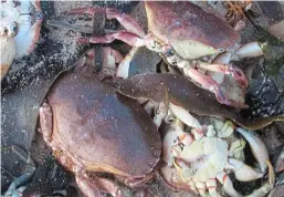  ?? ?? Sea horror: Crustacean­s found dead in the North East