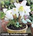  ??  ?? COVER: Hellebore niger