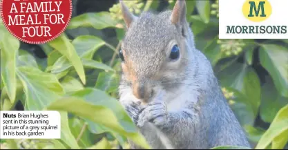  ??  ?? Nuts Brian Hughes sent in this stunning picture of a grey squirrel in his back garden