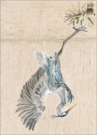  ?? PHOTO COURTESY BALTIMORE WOODS NATURE CENTER ?? Artist Gail Norwood’s blue heron drawing, entitled “Coming in for a Landing”, will be on display at Baltimore Woods Nature Center ‘s art gallery from March 2-April 25, 2018.