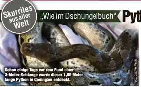  ??  ?? Schon einige Tage vor dem Fund einer 3-Meter-Schlange wurde dieser 1,80 Meter lange Python in Conington entdeckt.