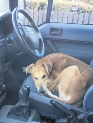  ??  ?? ●●The RSPCA says that animals should never be left alone in cars on warm days