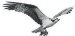  ?? GETTY IMAGES ?? A seahawk is a colloquial term for an osprey.