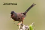  ??  ?? Dartford Warbler