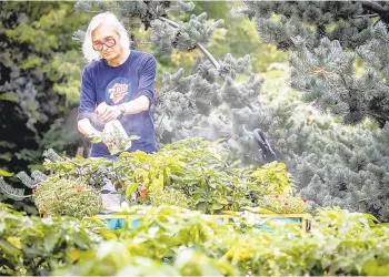  ?? ELIZABETH FLORES/MINNEAPOLI­S STAR TRIBUNE ?? Hot pepper enthusiast Rob Coleman cares for his peppers in his front yard. He grows more than 100 varieties of peppers.