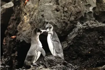  ?? CAROLYN COLE Los Angeles Times/TNS ?? Birds like these Galapagos penguins have flourished as the pandemic keeps visitors away.