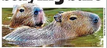 A nose for staying safe - PressReader