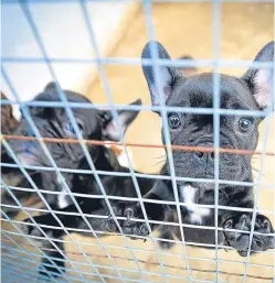  ?? Picture: PA. ?? A handout photo issued by the Dogs Trust of French bulldogs which have been smuggled into the UK.