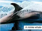  ?? ?? A minke whale
