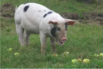  ??  ?? An apple a day might keep the doctor away, but, sadly, they don’t work on butchers