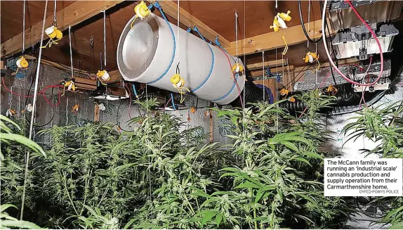  ?? DYFED-POWYS POLICE ?? The Mccann family was running an ‘industrial scale’ cannabis production and supply operation from their Carmarthen­shire home.