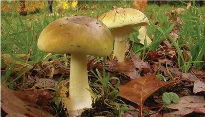  ?? Photograph: Tom May ?? Death caps are the cause of around 90% of mushroom-related deaths globally. Australian and Chinese researcher­s believe they have found an antidote to the toxin.