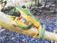  ?? — Gambar SFD ?? BERKARISMA: Katak terbang Wallace yang berkarisma, Rhacophoru­s nigropalma­tus.