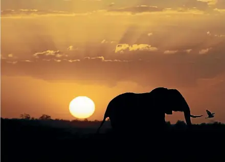  ?? REUTERS ?? Ben Groundwate­r will never forget that unexpected visitor one night in Botswana...