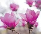  ?? MARLA BROSE/JOURNAL ?? A saucer magnolia, an early spring bloomer, shows off at the Japanese Garden at the Botanic Garden.