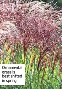  ??  ?? Ornamental grass is best shifted in spring