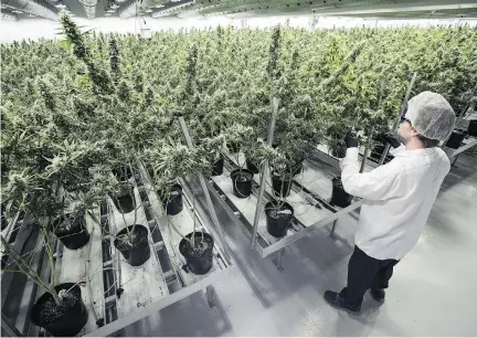  ?? LARS HAGBERG/GETTY IMAGES FILES ?? As licensed cannabis producers — such as the Tweed plant in Smiths Falls — gear up for the legalizati­on of a recreation­al marijuana market, there are concerns that a shortage of production capacity will leave the door open for black market grow-ops and...