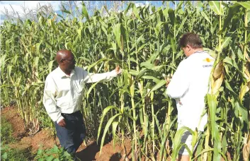  ??  ?? Aleck Chinyai and Lodie Steyl of Arda Antelope inspect their maize crop. Prospects of a bumper harvest this coming season are gloomy if prices of agricultur­al inputs are not stabilised.