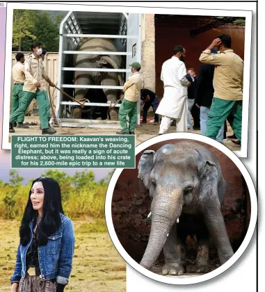  ??  ?? FLIGHT TO FREEDOM: Kaavan’s weaving, right, earned him the nickname the Dancing Elephant, but it was really a sign of acute distress; above, being loaded into his crate for his 2,600-mile epic trip to a new life