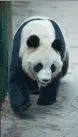  ?? PAN LIWU / FOR CHINA DAILY ?? Left: A giant panda of the Sichuan subspecies at Shenyang Forest Zoo in Liaoning province.