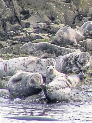  ??  ?? Grey seals basking in the sun on a rocky island. Their distinctiv­e song brought back memories of solstice