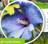  ??  ?? Left, a quirky display of succulents in clay pipes. Right, the hardy but exotic-looking Hibiscus syriacus