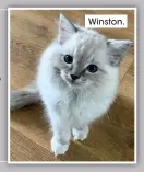  ??  ?? Winston.