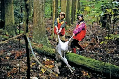  ?? THOMAS PETER / REUTERS ?? Hunters Chiaki Kodama (right) and Aoi Fukuno retrieve a deer shot by Kodama in a forest in Japan’s Fukui Prefecture on Nov 17.