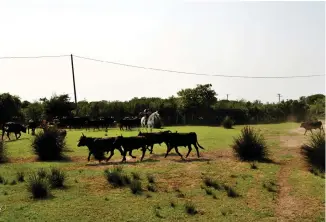  ?? ?? På tjurranche­n i Camargue fick vi se lokala cowboys, manadiers, träna djuren för en regional, oblodig variant av tjurfäktni­ng.