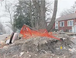  ?? JACK LAKEY FOR THE TORONTO STAR ?? The roots of an old walnut tree on Church St. S. in Richmond Hill were badly damaged during recent constructi­on of new townhouses on the same property.